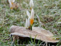 tapferer Krokus