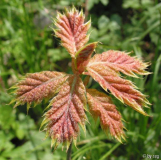 Rot-Eiche (Sämling)