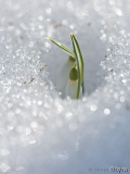 der letzte Schnee