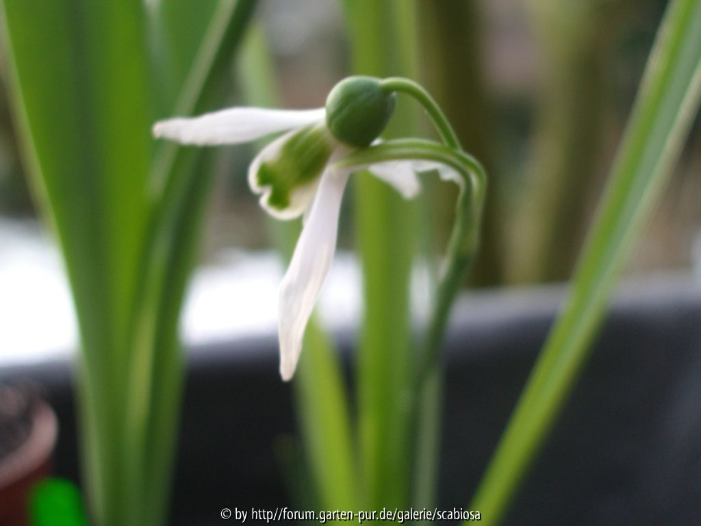 Galanthus unbekannt