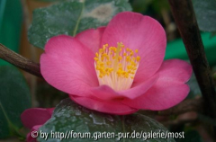 Koto no Kaori  5märz13.jpg