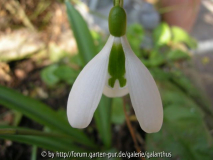 Galanthus plicatus 'The Pearl'