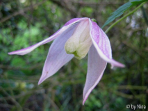 Clematis alpina 'Pink Flamingo' 3. Mai 2