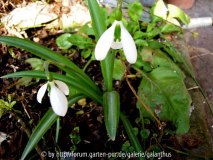 Galanthus plicatus 'The Pearl'