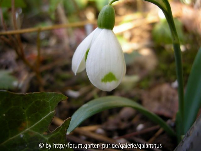 Galanthus nivalis, invers poculiform