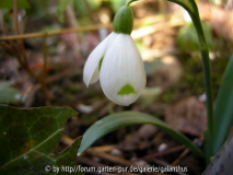 Galanthus nivalis, invers poculiform