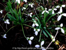 Galanthus elwesii 'Zwanenburg', Galanthu