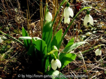 Galanthus elwesii 'Hunton Giant'