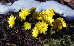 Adonis 'Fukujukai'