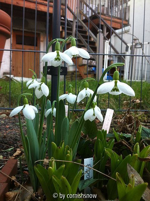 Galanthus 