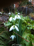 Galanthus elwesii 