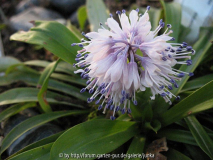 Ypsilandra thibetica