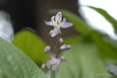 Epimedium 01