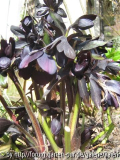 schwarze von bastin