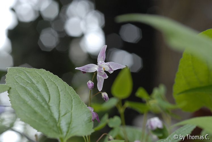 Epimedium 02