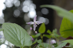 Epimedium 02