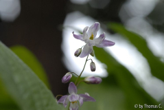 Epimedium 03