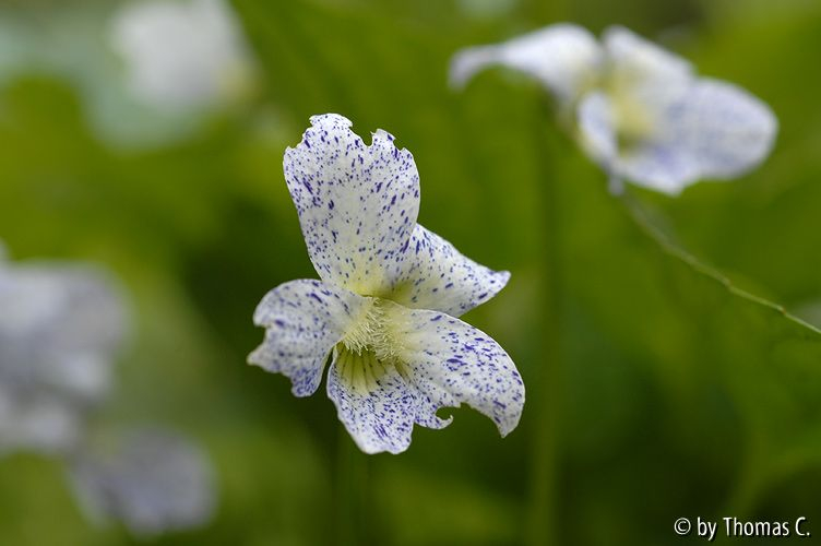 Viola Freckles 01