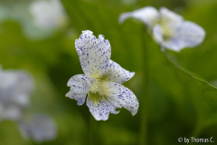 Viola Freckles 01