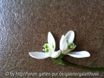 zwei blüten ein stiel