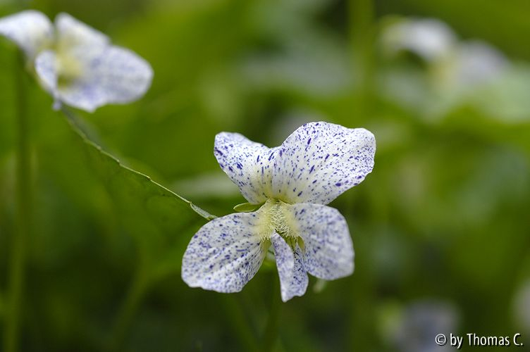 Viola Freckles 02