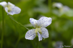 Viola Freckles 02