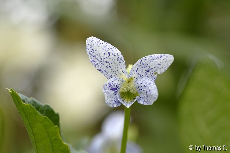 Viola Freckles 03