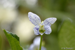 Viola Freckles 03