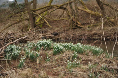 Glöckchen am Bach