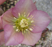 Sämling rosa.jpg