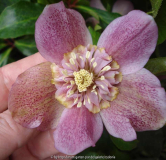 Helleborus gek1.jpg