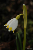 Leucojum vernum ex Ivanscica 20130306 (1
