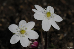 Hepatica yamatutai 20130308 (1).jpg