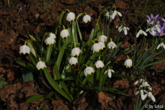 Leucojum vernum 20120317.jpg