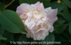 High Fragrance märz 13.jpg