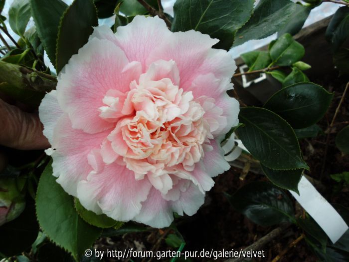 Elegans Splendor