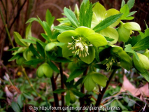 Helleborus odorus März 2013
