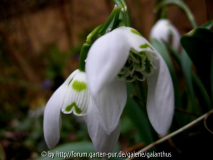 Galanthus 'Mrs. Wrightson's Double'