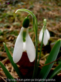 Galanthus elwesii 'Kencot Kali' 2013