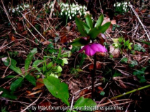 Helleborus dumetorum, Helleborus x hybridus