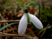 Galanthus 'Green Necklace'