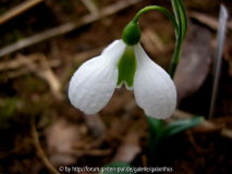 Galanthus plicatus 'Diggory' 2013