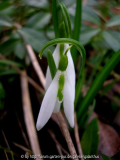 Galanthus 'Wasp'