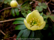Eranthis hyemalis 'Schwefelglanz'
