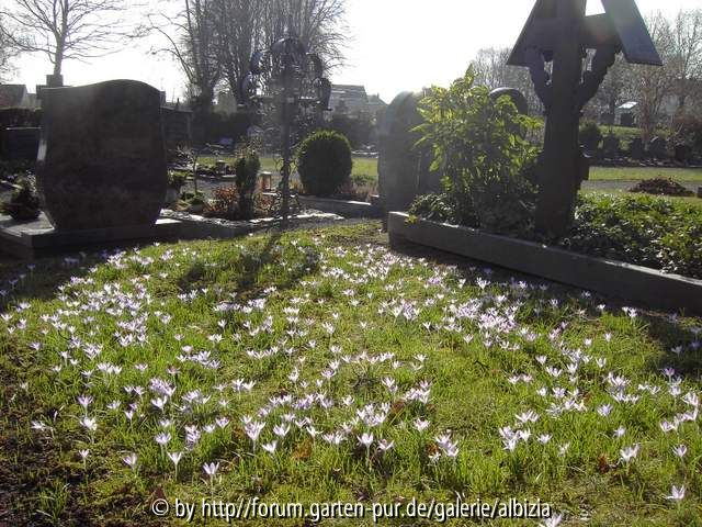 Friedhofs-Frühling