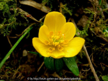 Eranthis hyemalis 'Orange Glow'