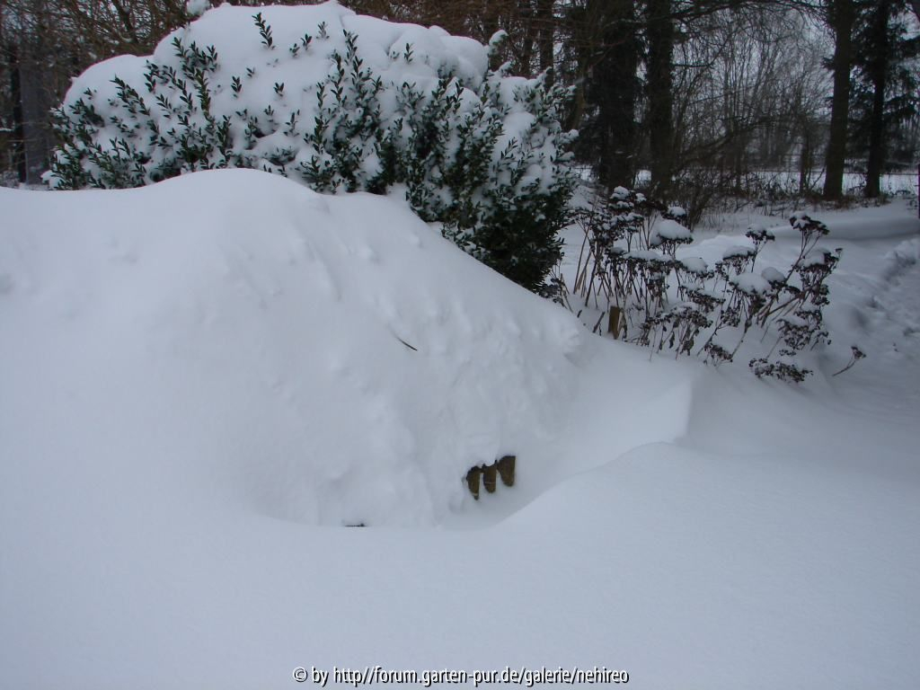 stattlicher Buchs spielt Verstecken