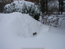 stattlicher Buchs spielt Verstecken