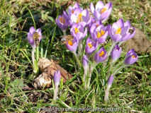 Elfenkrokus mit Bienen