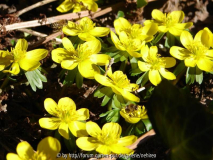 Winterlinge mit Bienen